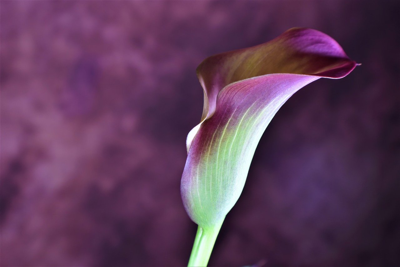 Calla 8025040
