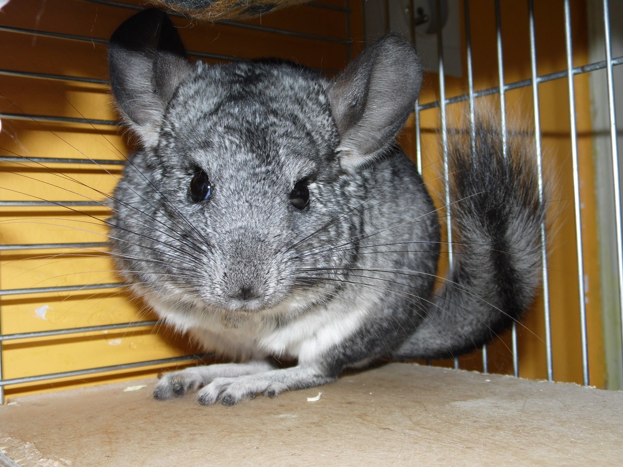 Csincsilla 238049