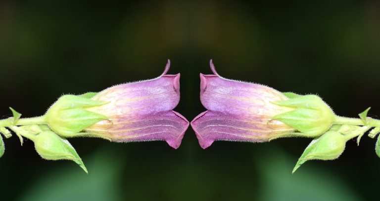 Doppelganger 2442241